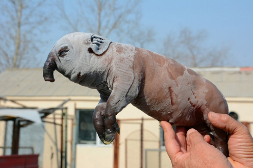 Pig